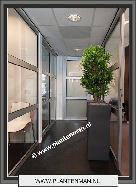 dracena reflexa in square